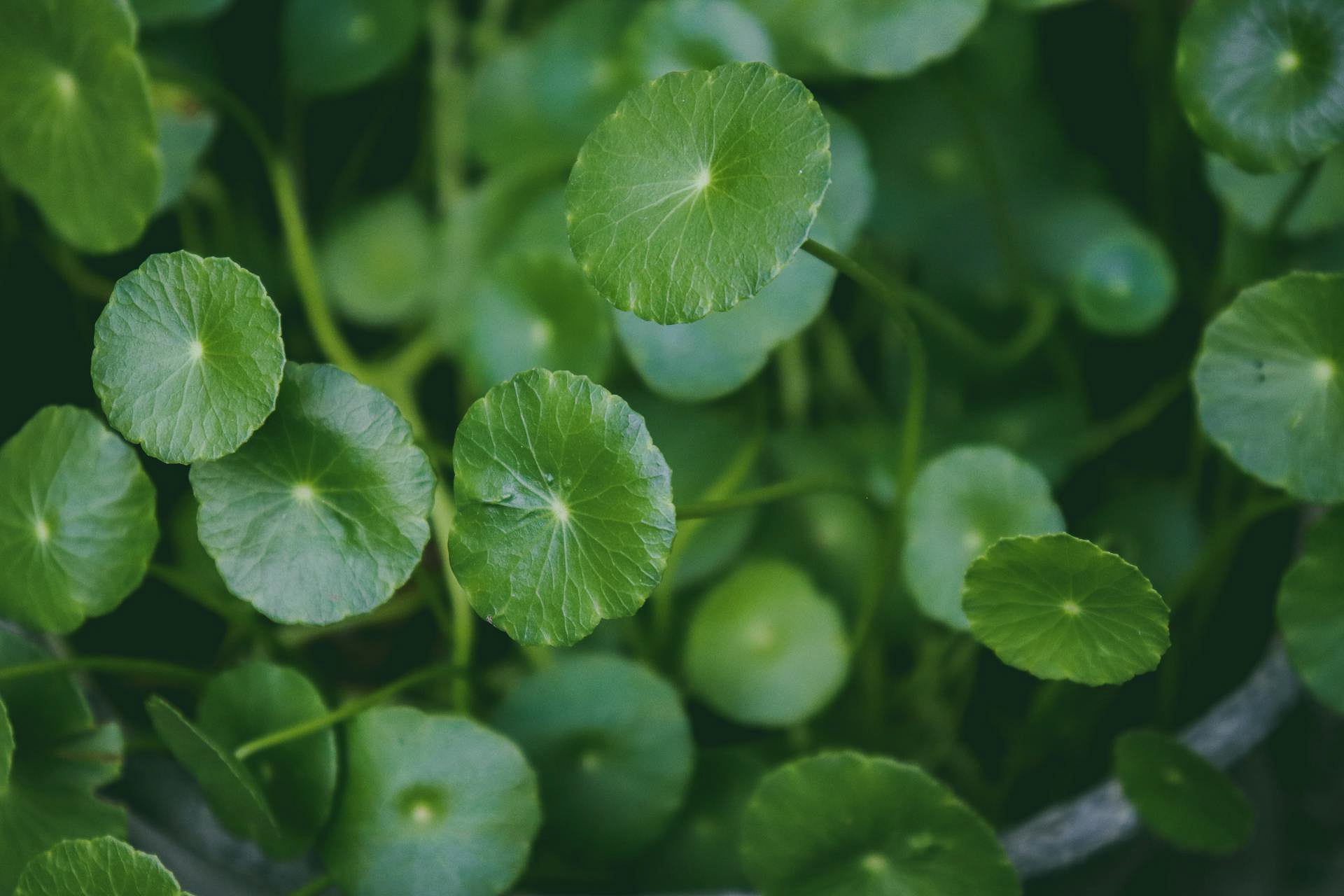 The Multifaceted Health Benefits of Gotu Kola