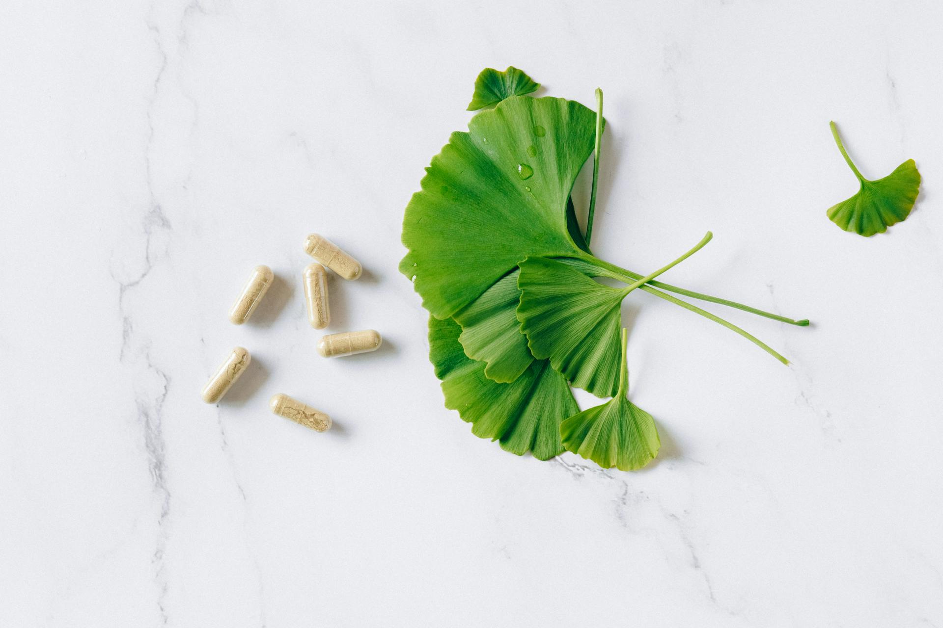 Ginkgo Biloba: Nature’s Brain Booster for Cognitive Health and Longevity