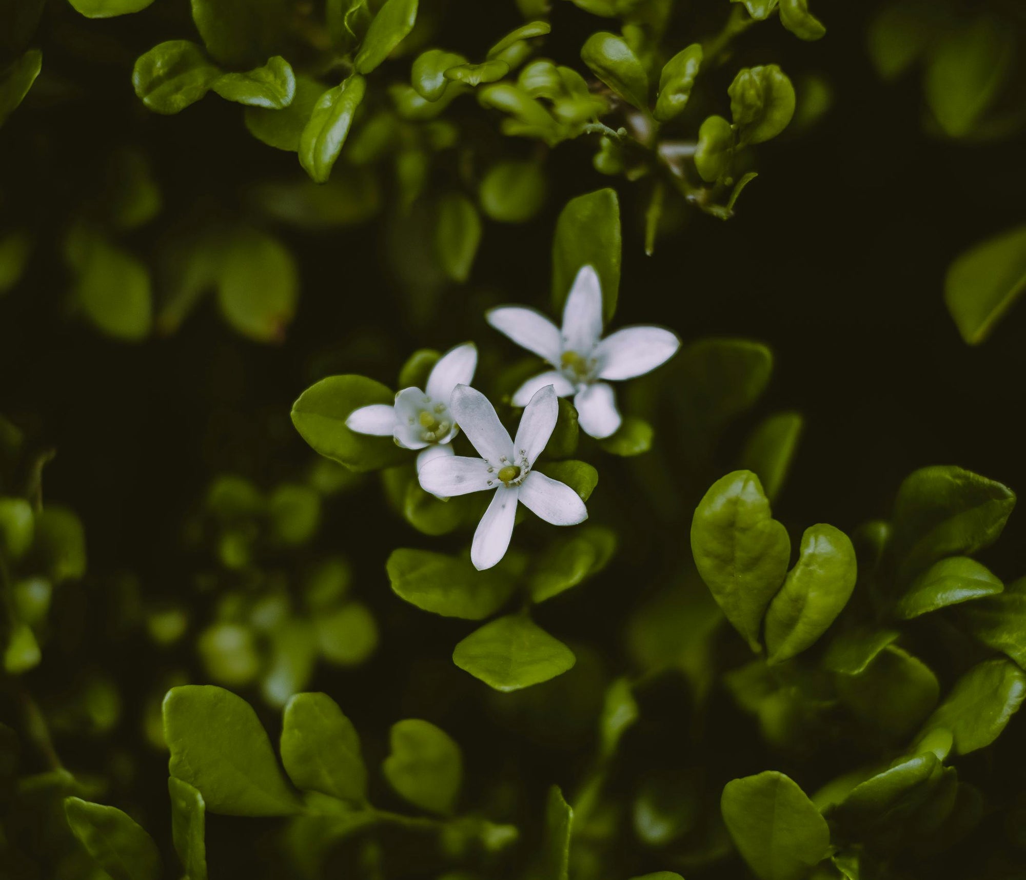 The Cognitive and Neuroprotective Benefits of Bacopa Monnieri