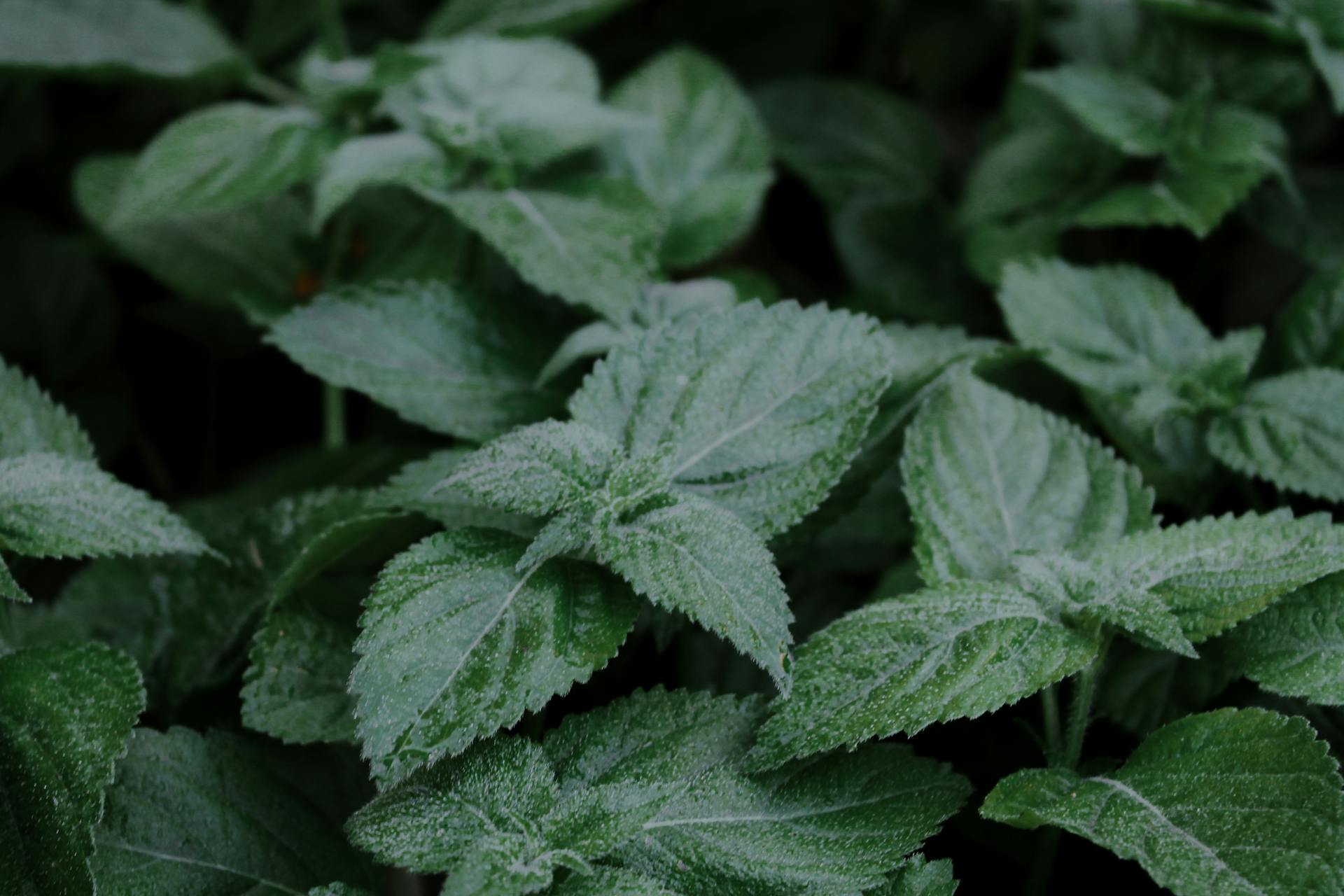 The Science and Benefits of Lemon Balm: A Natural Remedy